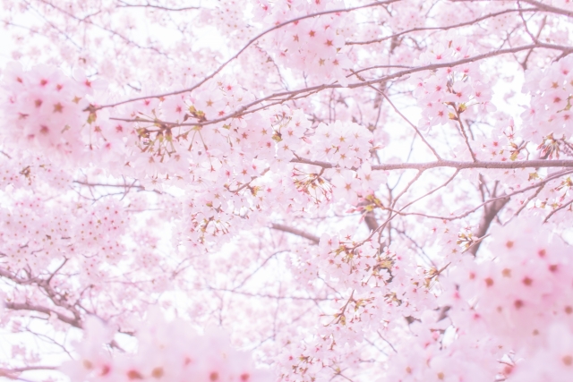 静岡県【花見穴場】桜が綺麗なスポット5選！知らない人は損してるなあと思う